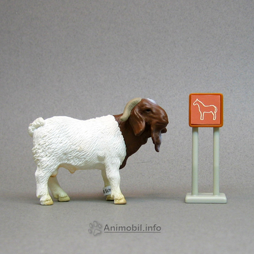 Boer Billy Goat
