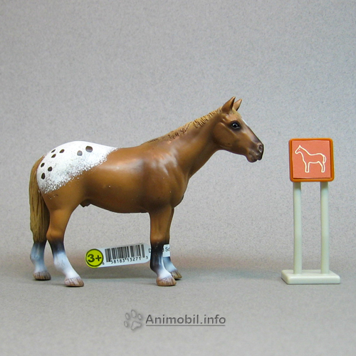 Appaloosa Stallion 2