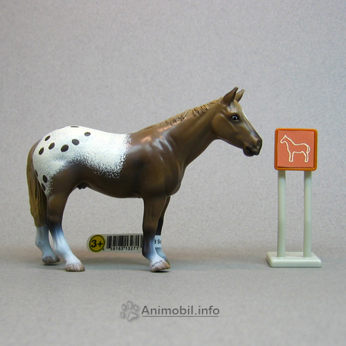 Appaloosa Stallion 2