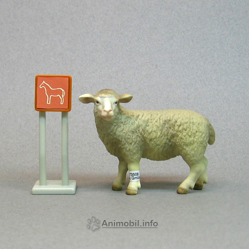 Sheep Standing