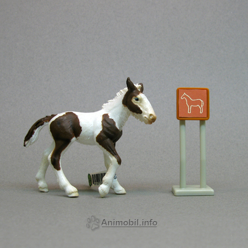 Tinker Foal