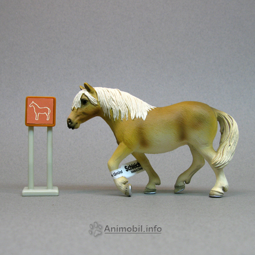 Haflinger Mare