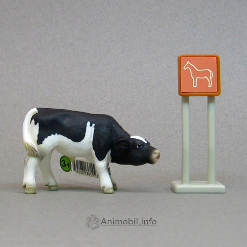 Holstein Calf Suckling