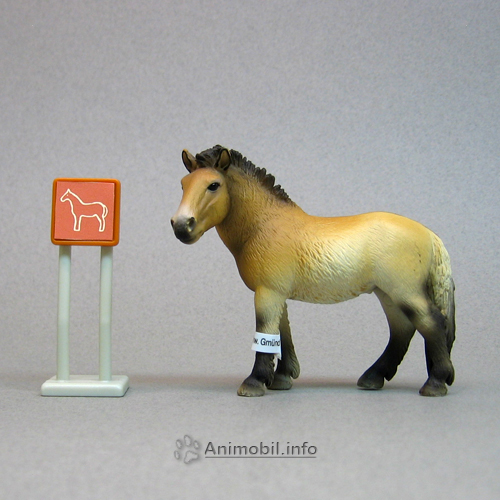 Przewalski's Horse