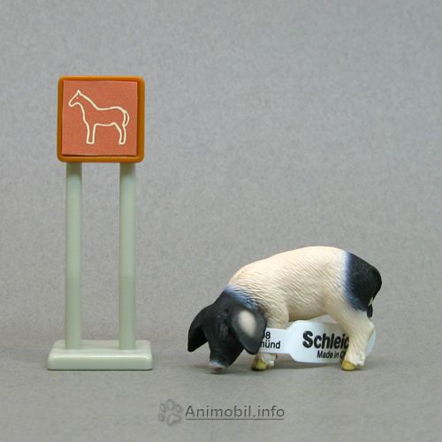 Swabian-Hall Piglet Eating