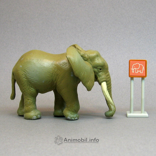 African Elephant Female