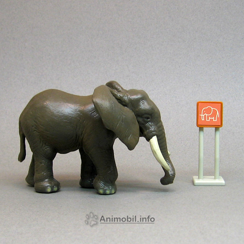 African Elephant Female