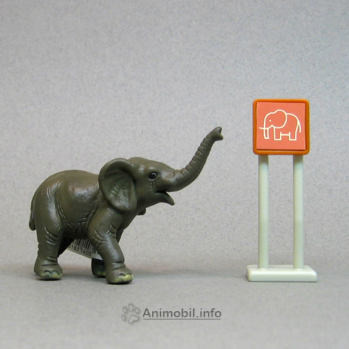 African Elephant Baby