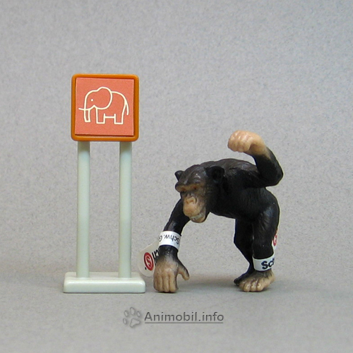 Chimpanzee