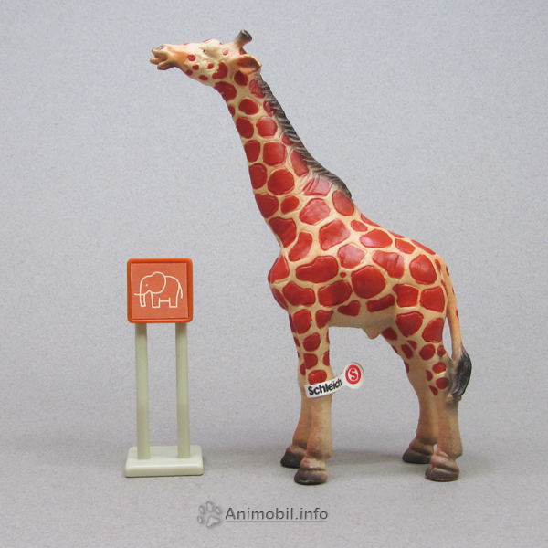Giraffe Male 1