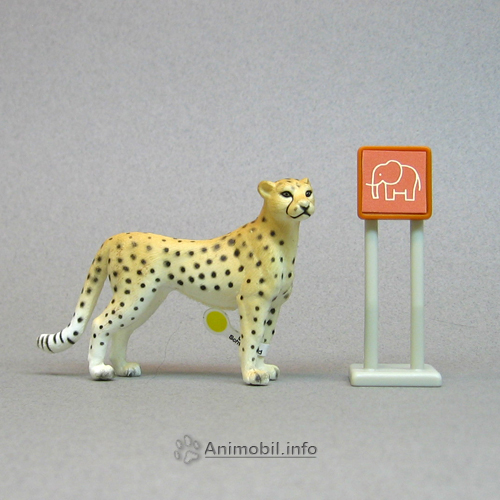 Cheetah Female