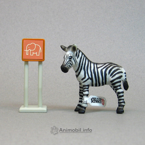 Zebra Colt