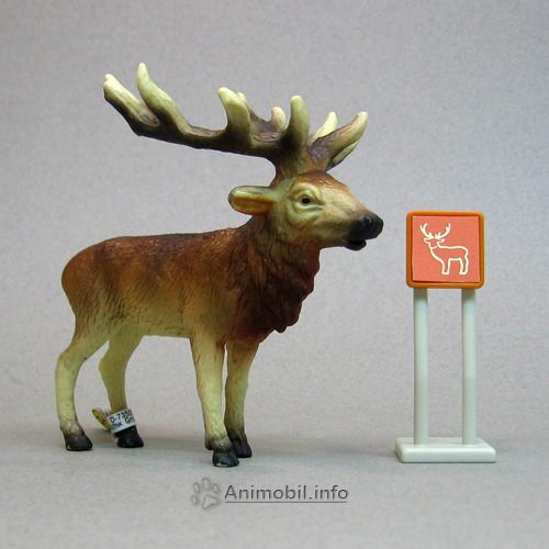Stag