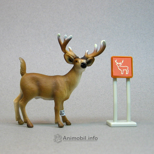 White-Tailed Buck