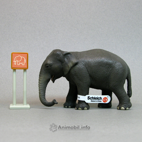 Indian Elephant Female
