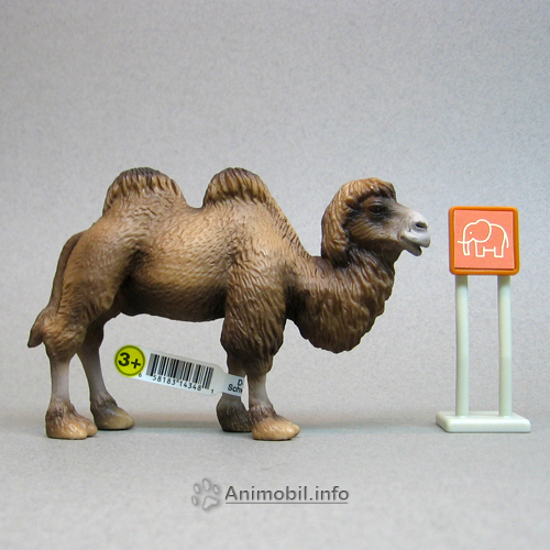 Two-Humped Camel