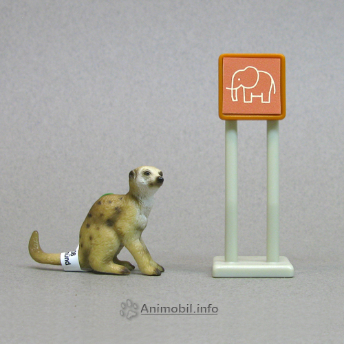 Meerkat Sitting