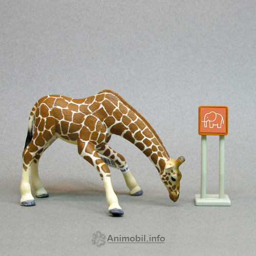 Giraffe Female 4