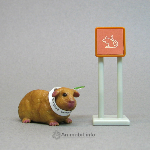 Guinea Pig 1