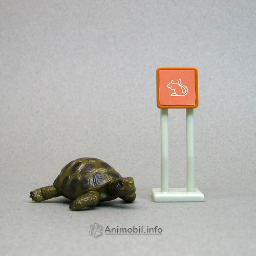 Tortoise