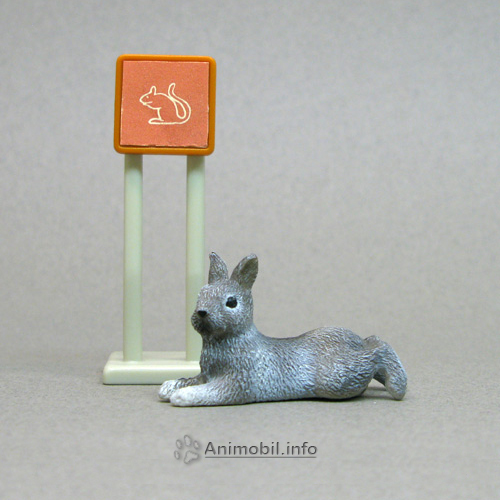 Pygmy Rabbit 2