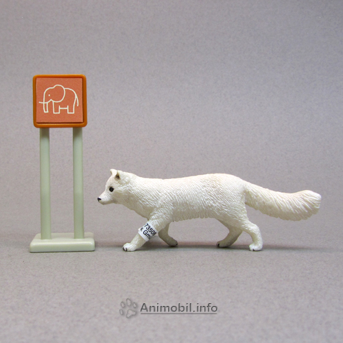 Arctic Fox