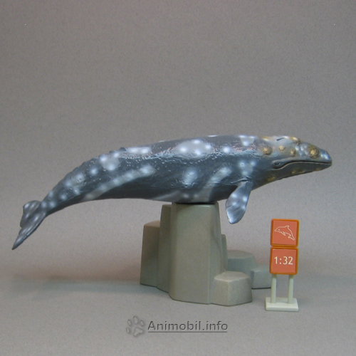 Grey Whale