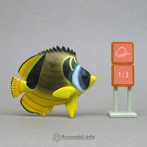 Raccoon Butterfly Fish