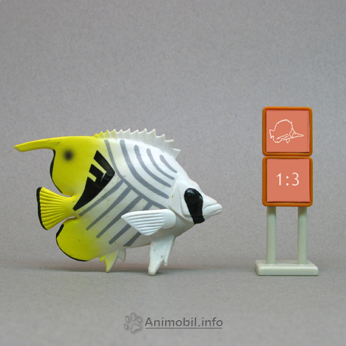 Threadfin Butterfly Fish