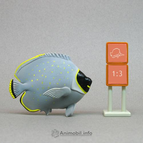 Reticulated Butterfly Fish