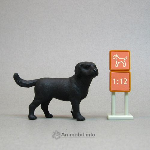 Black Labrador