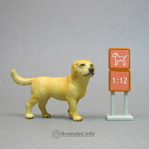 Golden Labrador