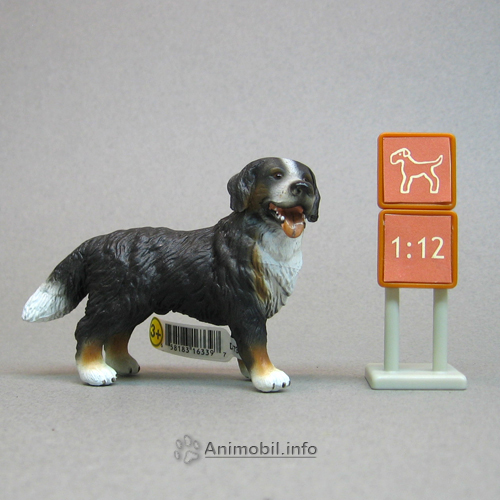 Bernese Mountain Dog Standing