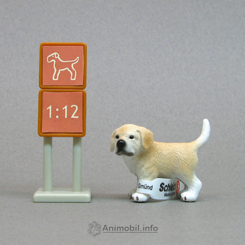 Golden Retriever Puppy Standing