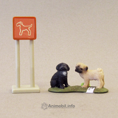 Pug Puppies