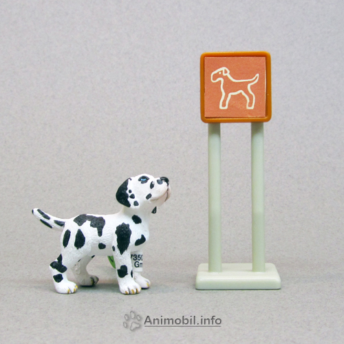 Great Dane Puppy