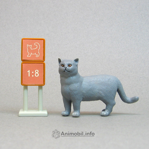 British Blue Cat Standing