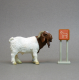 Boer Billy Goat