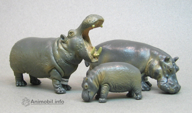Hippopotamus