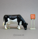 Holstein Cow Grazing