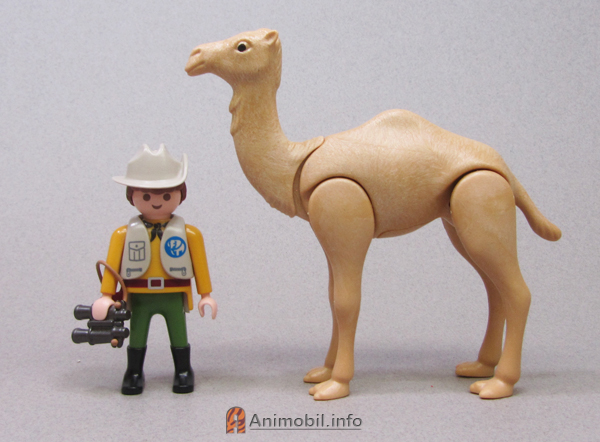 Camel Dromedary 3