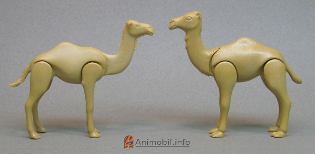 Camel Dromedery 2