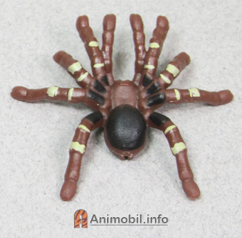 Funnel-web Spider