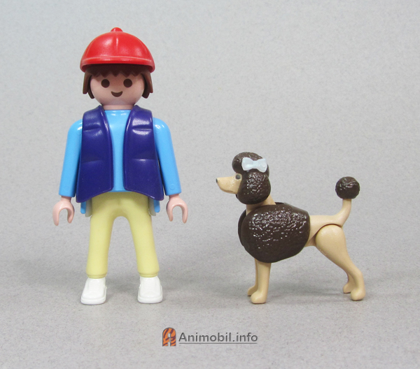 Poodle Tan with Dark Brown