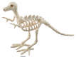 Albertosaurus Skeleton 2
